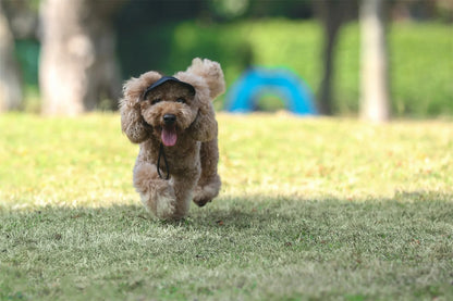 Stylish baseball cap for dogs: comfort and sun protection in one accessory!