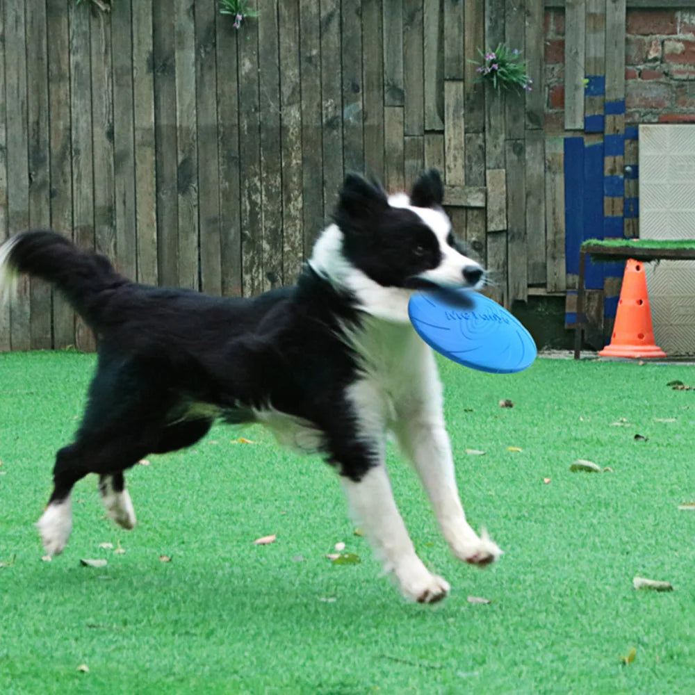 Frisbee toy for training: strengthen the bond with your pet!