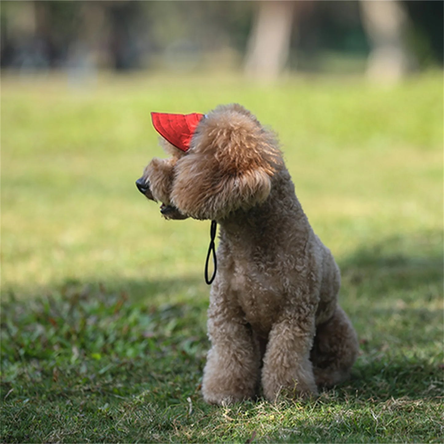 Stylish baseball cap for dogs: comfort and sun protection in one accessory!